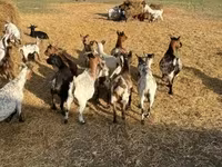 Koza, Dutch Landrace goats — zdjęcie 2