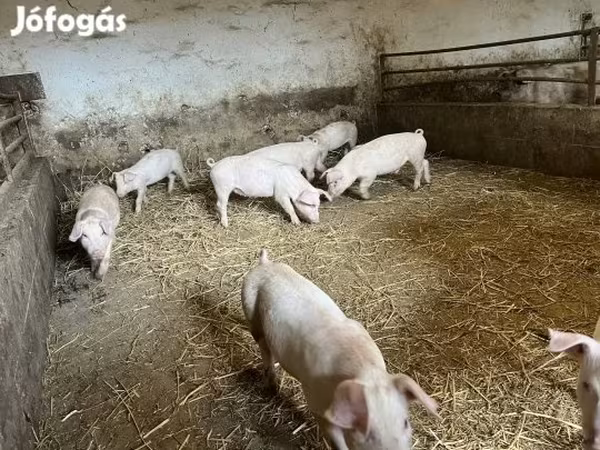 Pigs (batch, sex not specified), Крупная белая
