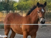 Yegua, Haflinger — foto 3