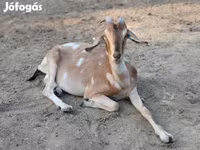 Chèvre, Nubian Goat — photo 2