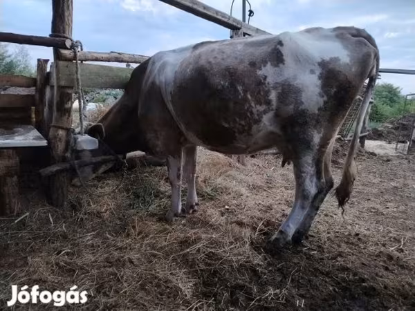 गाय, भूरा लातवियाई