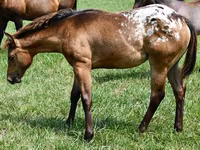 Mare, Appaloosa — photo 2