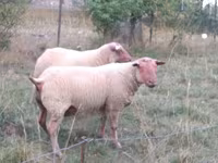 كبش, Rouge de l’Ouest sheep — الصورة 2