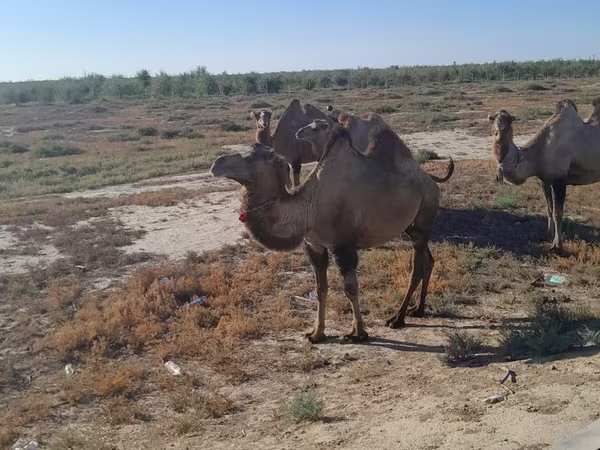 Kamelstute, Kazakh Bactrian camel