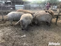 Pigs (batch, sex not specified), Мангалица — photo 6