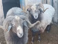 Carnero, Arabi sheep — foto 1