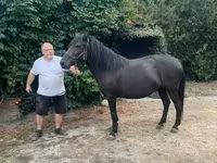 Klisna, Hucul pony — foto 8