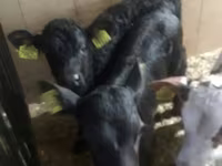 Bovins (lot, sexe non indiqué), Bovins — photo 8