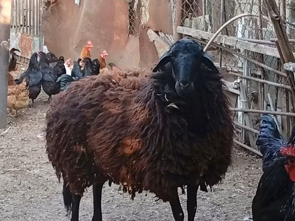 भेड़, Karabakh sheep