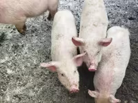 Pigs (batch, sex not specified), Мини-пиг — photo 1