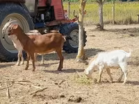 Коза, Nubian Goat — фото 3