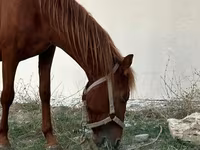 Horse (M), Karabakh horse — photo 1