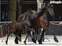 Kůň, Friesian — foto 1