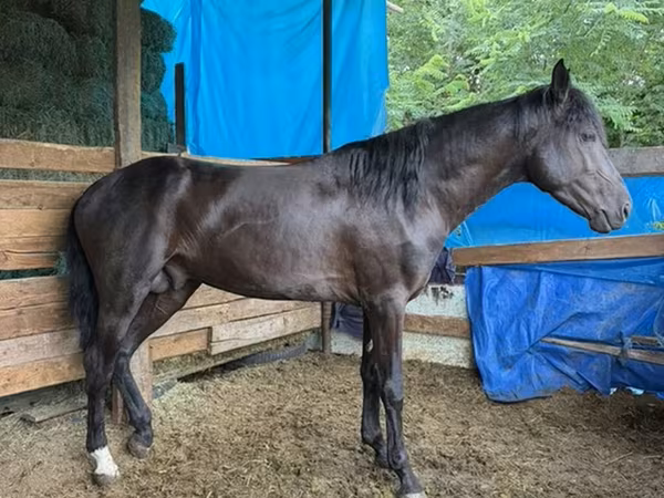 Caballo, French Trotter