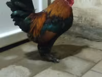 ياكيدو — الصورة 1
