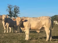 Taureau, Charolais cattle — photo 2