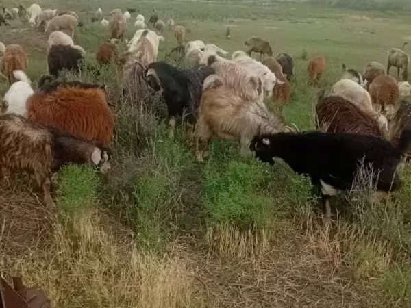 Коза, Козлы