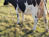 Cow, Holstein breed — photo 1