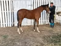 घोड़ा, Dutch warmblood horse — फ़ोटो 5