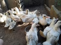 Ducks — Foto 8