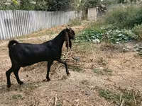 عنزة, Kamori goats — الصورة 5