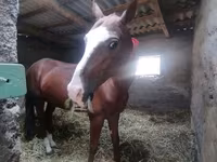 Horse (M), Akhal-Teke — photo 5
