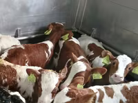 Taureau, Vache limousine — photo 1