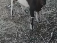 Kozel, Nigerian dwarf goats — foto 2