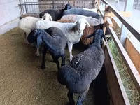 母羊, Rhon sheep — 照片 7
