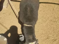 公羊, Blackheaded Persian sheep — 照片 3