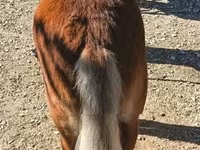 Horse (M), Shetland Pony — photo 3