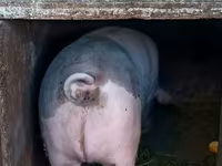 मादा सूअर, सूअर — फ़ोटो 2