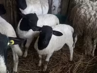 羊（ロット、性別未指定）, Dorper sheep — 写真 3