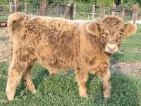 Taureau, Vache galloise — photo 4