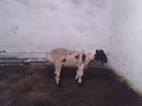 كبش, Suffolk sheep — الصورة 1