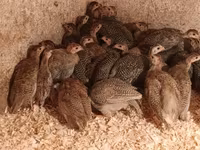 Guinea fowl — foto 5