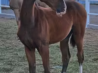 Caballo, Akhal-Teke — foto 1