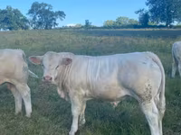 Taureau, Charolais cattle — photo 2
