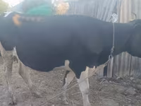 Kuh, Wilder Yak — Foto 4