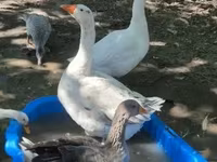 Geese — Foto 4