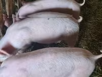 Урук чочко, Крупная белая — сүрөт 3