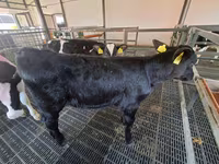 Krowa, Russian Black pied cattle — zdjęcie 1