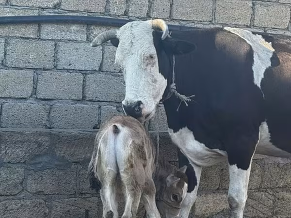 母牛, Simmental cattle