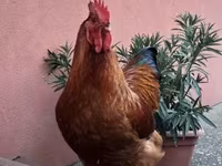 New Hampshire Red — zdjęcie 3