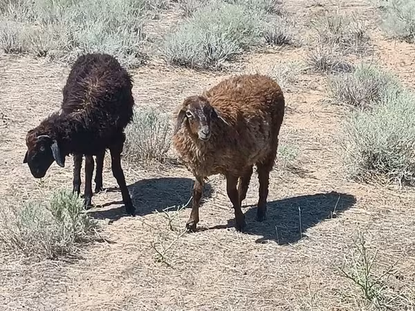 Bélier, Edilbay sheep