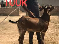 Chèvres (lot, sexe non indiqué), Najdi goat — photo 1