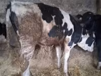 सांड, Russian Black pied cattle — फ़ोटो 1