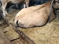 Kuh, Aubrac cattle — Foto 2