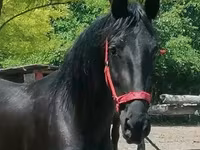 Stute, Friesian — Foto 2