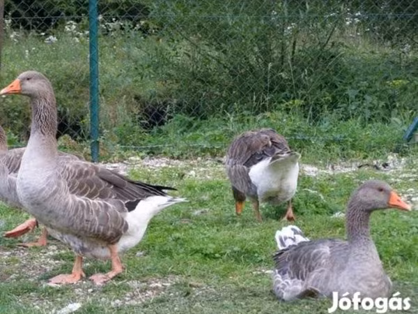 Šedá a šedě strakatá dánská husa
